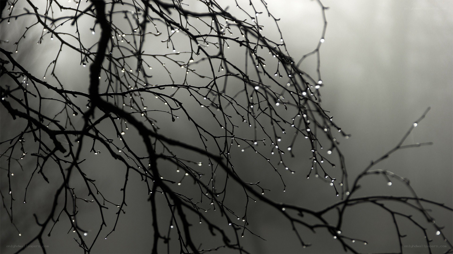 Raindrops on bare branches