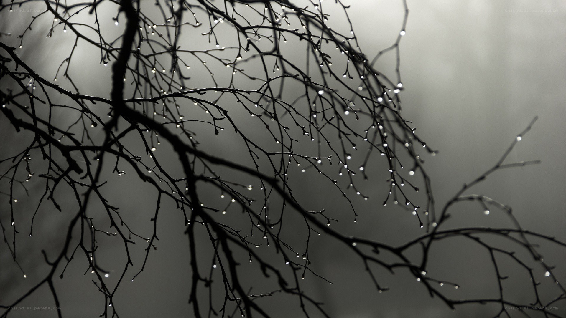 raindrops on bare branches