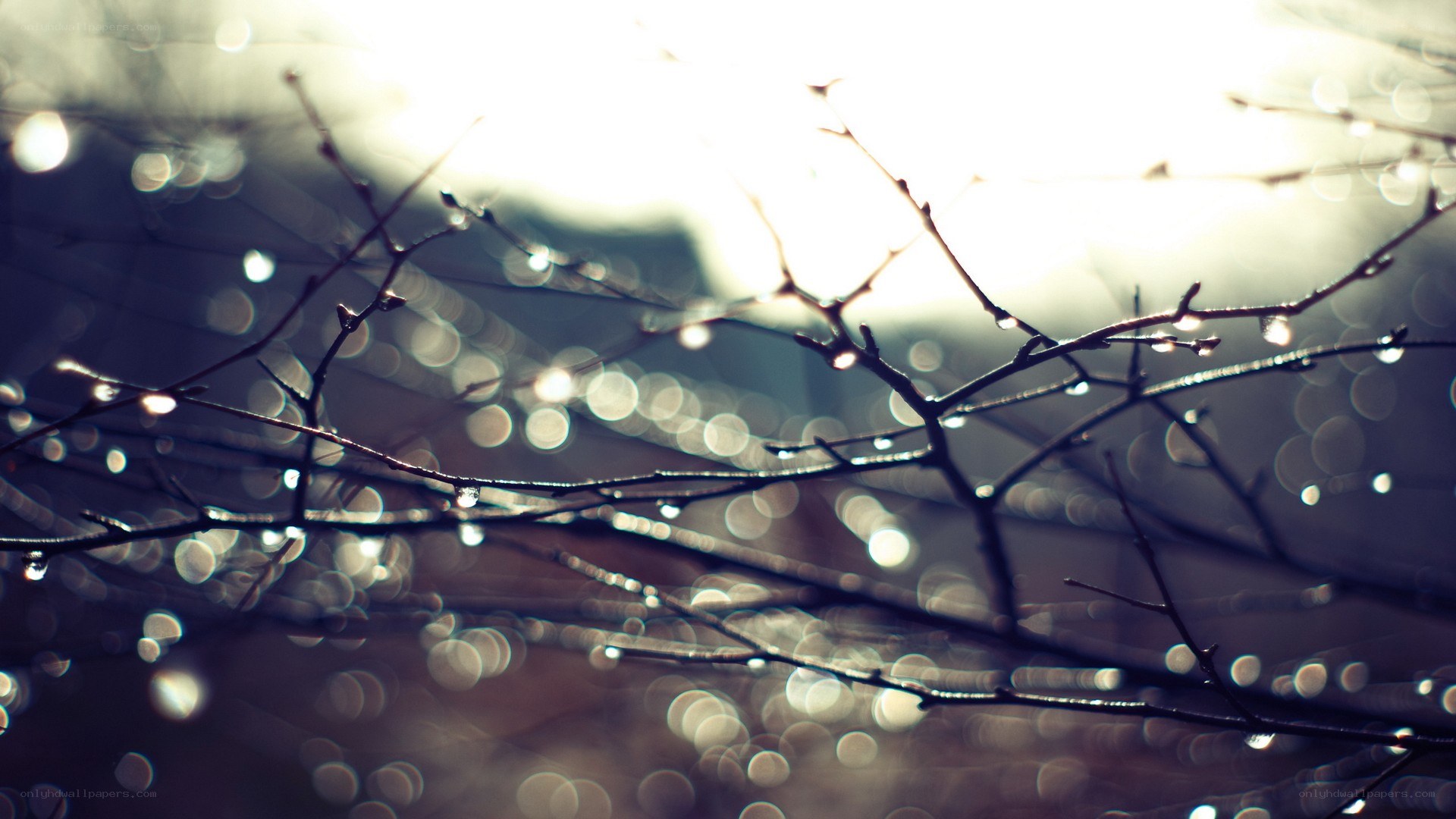 Raindrops on bare branches