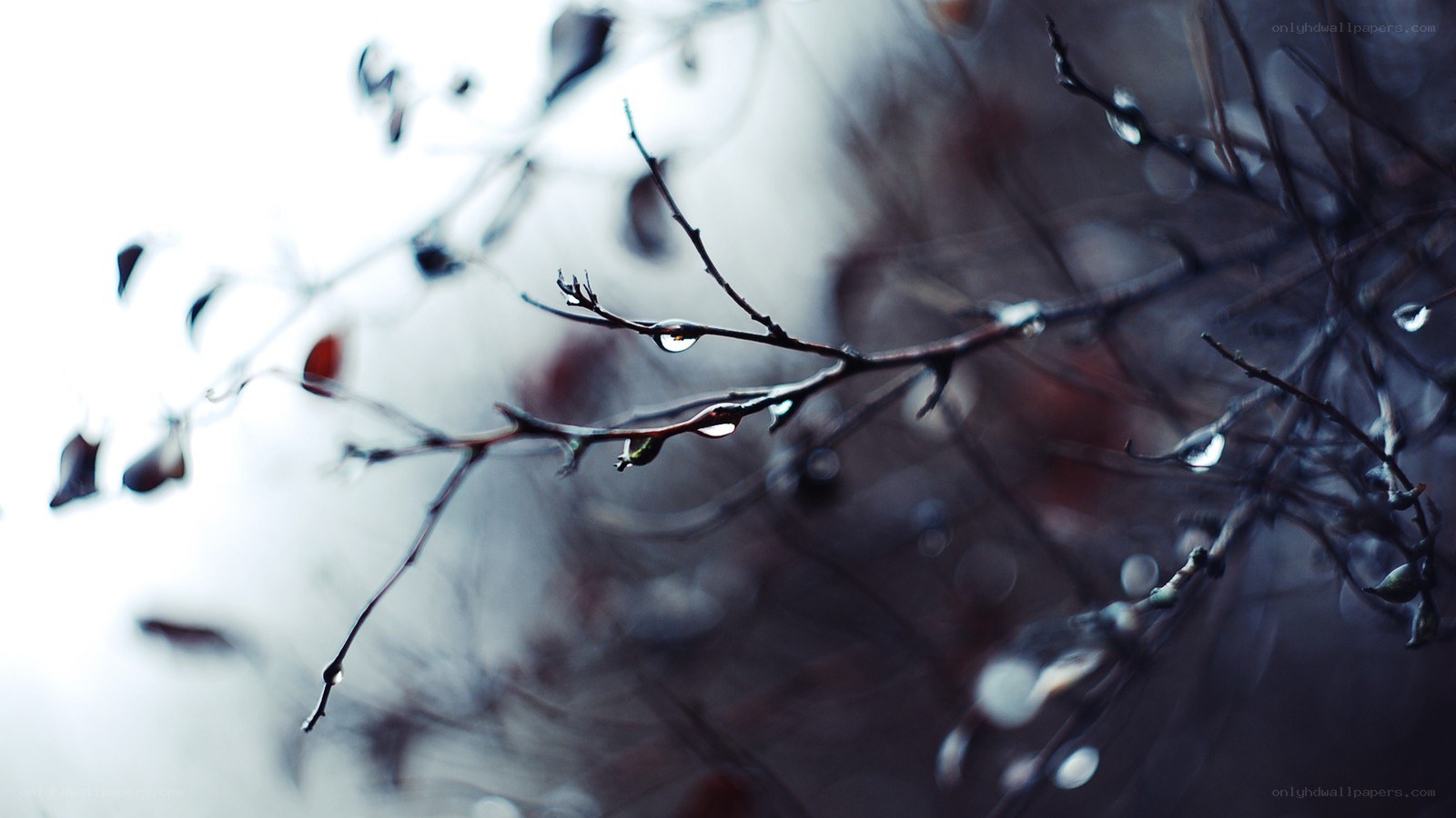 Raindrops on bare branches