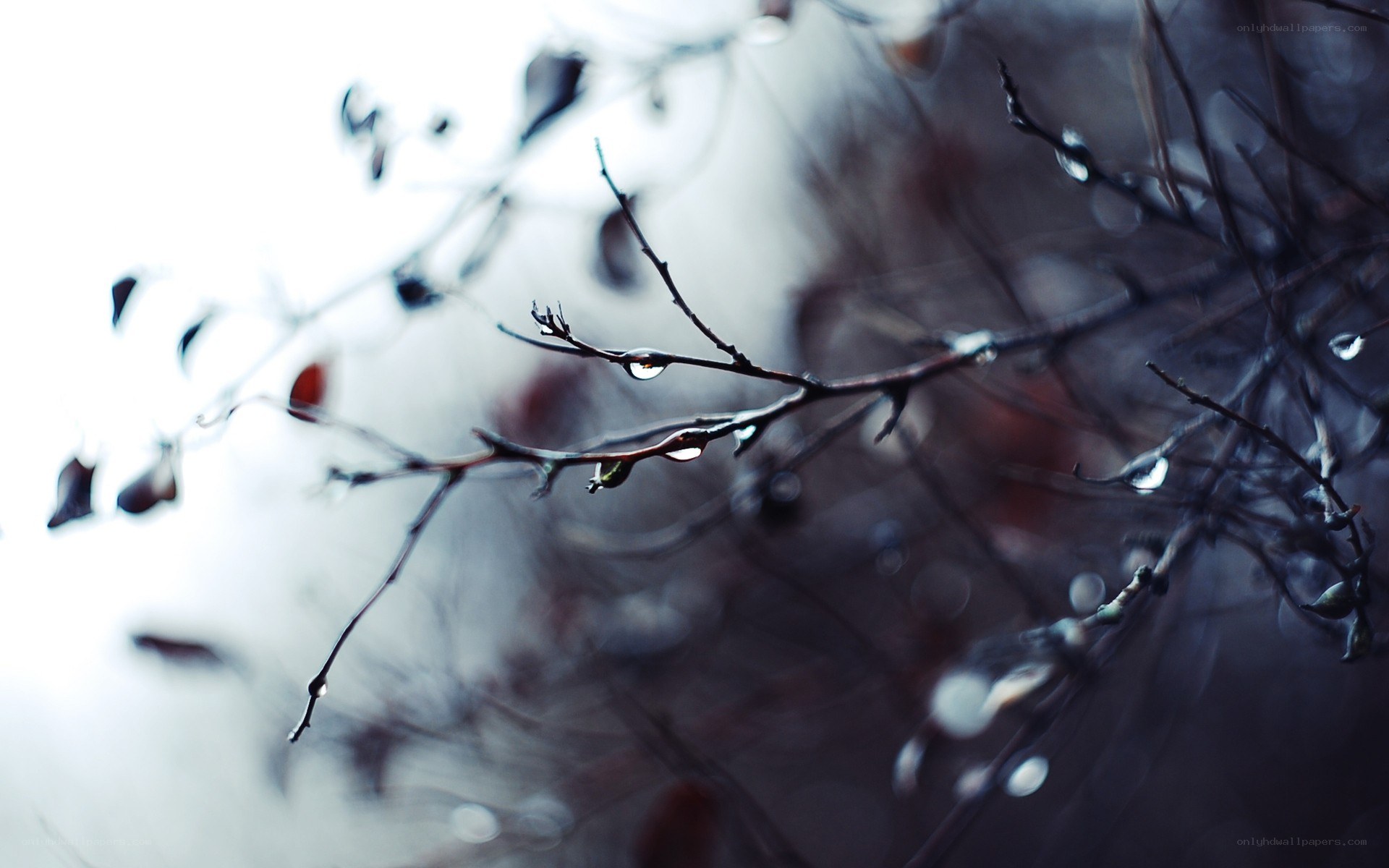 Raindrops on bare branches