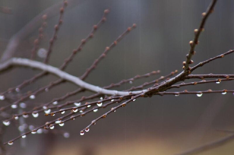 Raindrops on bare branches