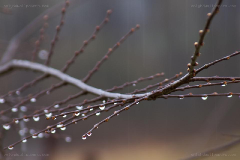 Raindrops on bare branches