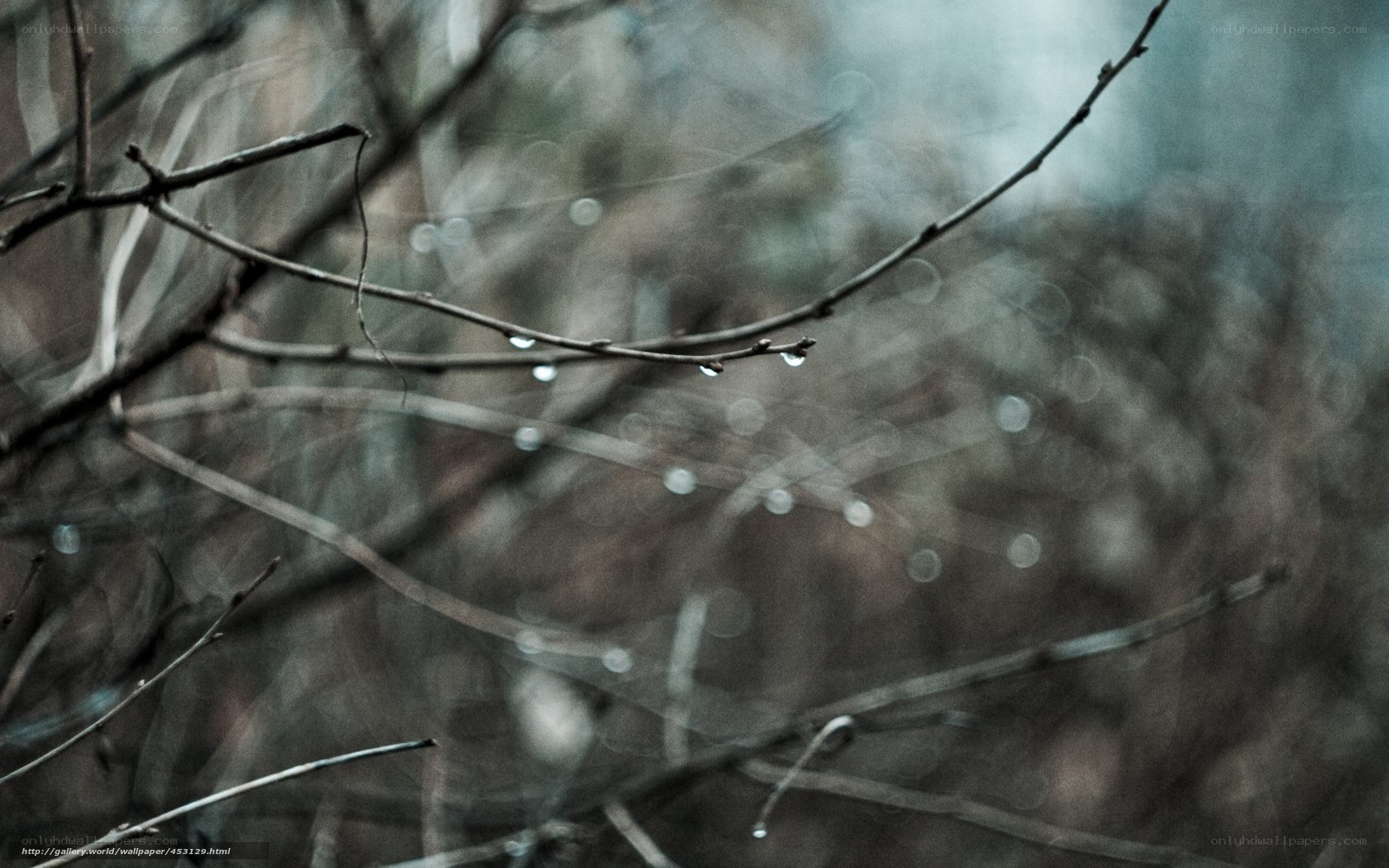 Raindrops on bare branches