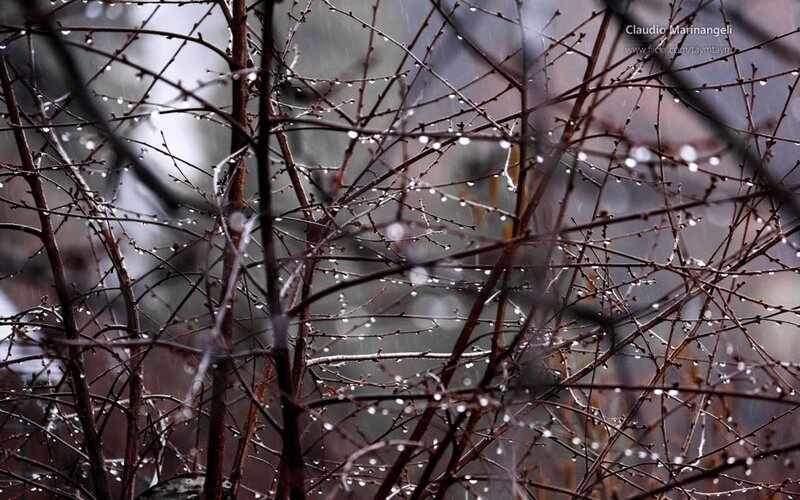 Raindrops on Bare Branches — Brown