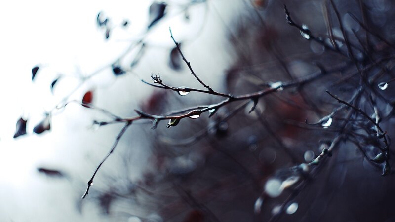 Raindrops on Bare Branches — Gray, Calm, Autumn