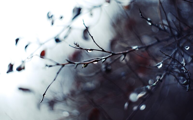 Raindrops on Bare Branches — Gray, Somber