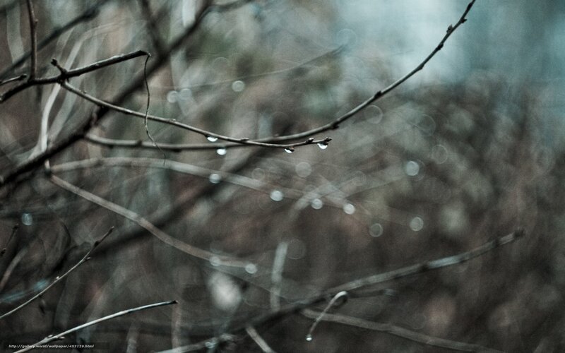 Raindrops on Bare Branches — Gray