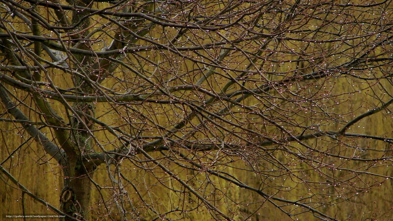 Raindrops on bare tree branches