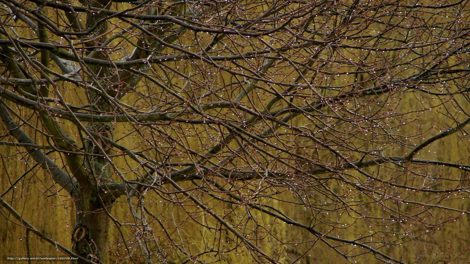 Raindrops on bare tree branches
