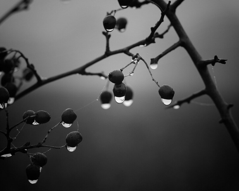 raindrops on berries