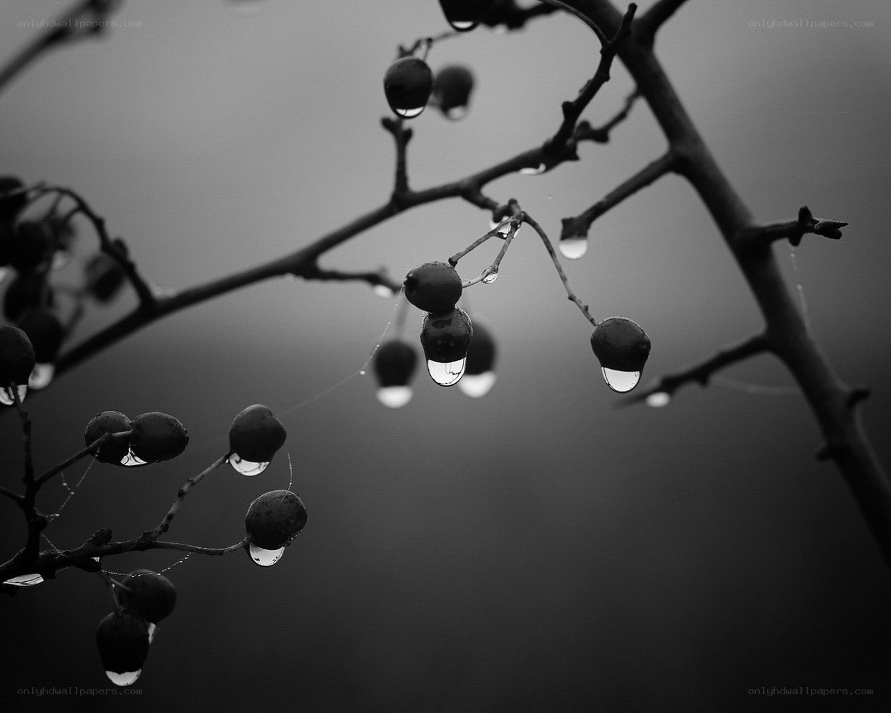 raindrops on berries