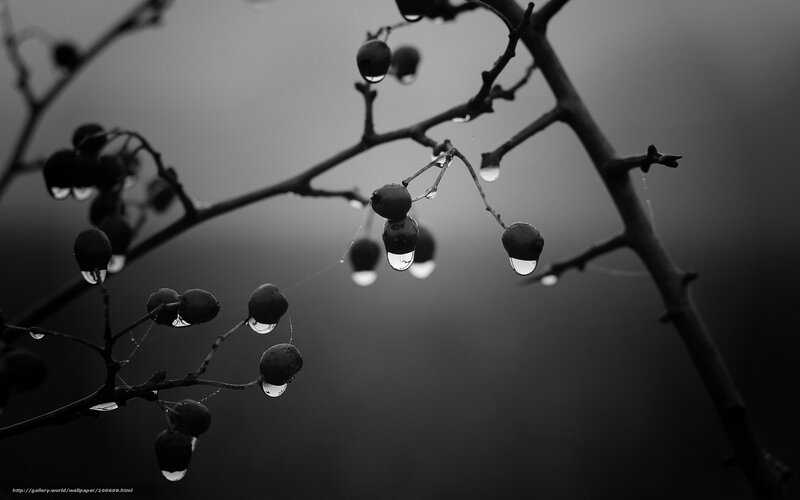 Raindrops on berries