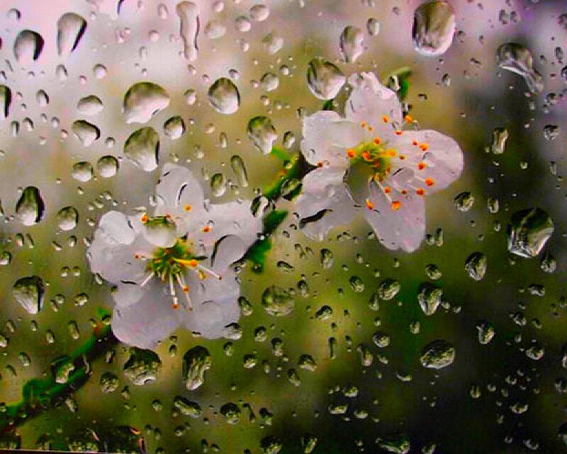 Raindrops on blossoms