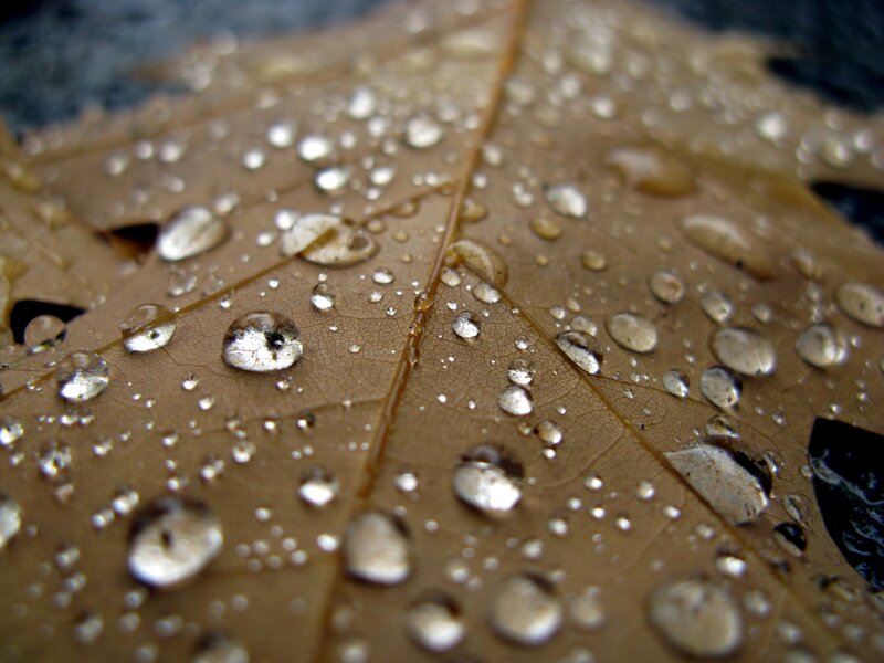 Raindrops on Brown Leaf