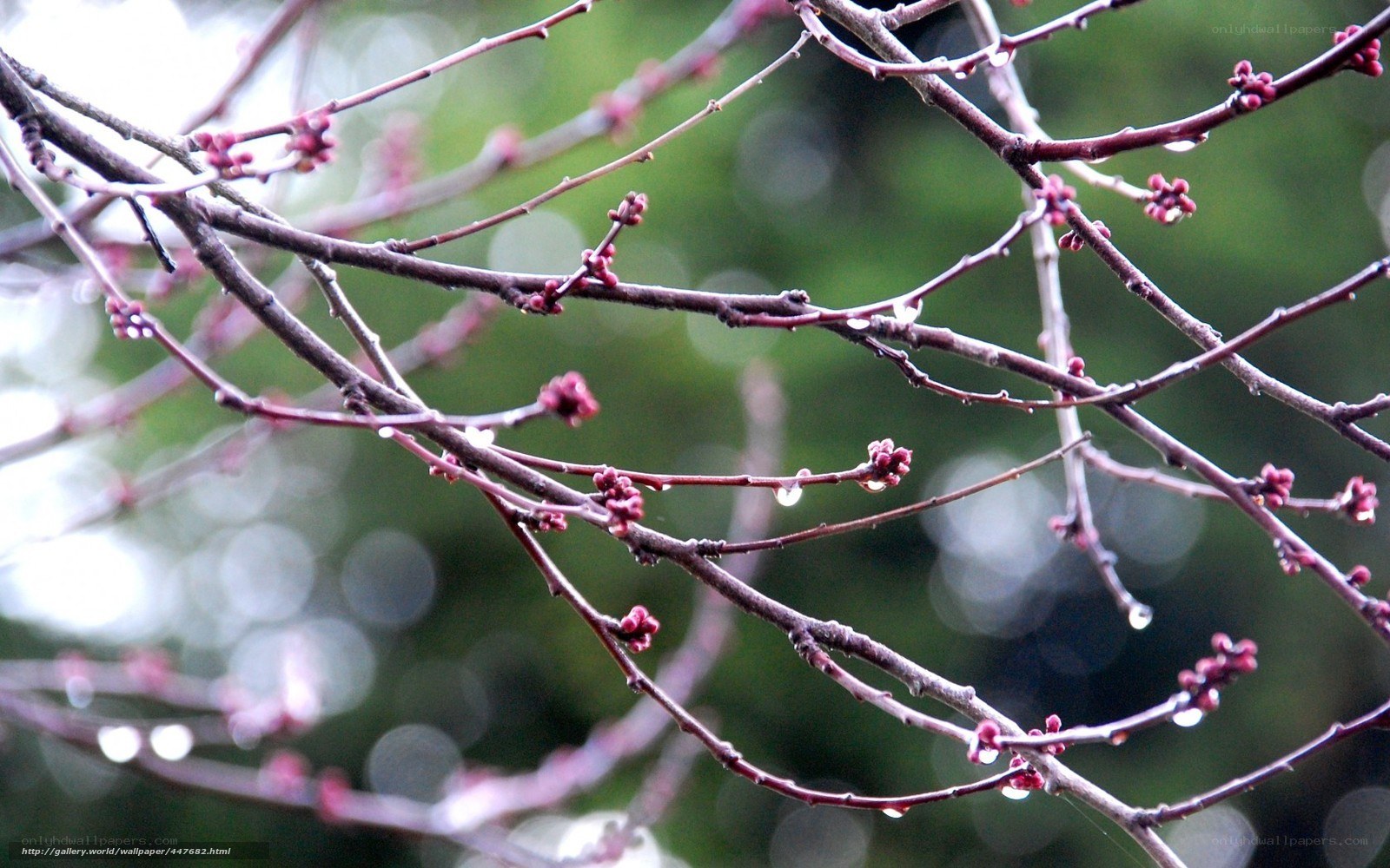 Raindrops on budding branches