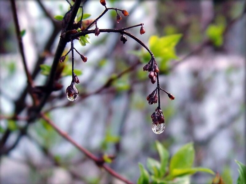 Raindrops on budding branches