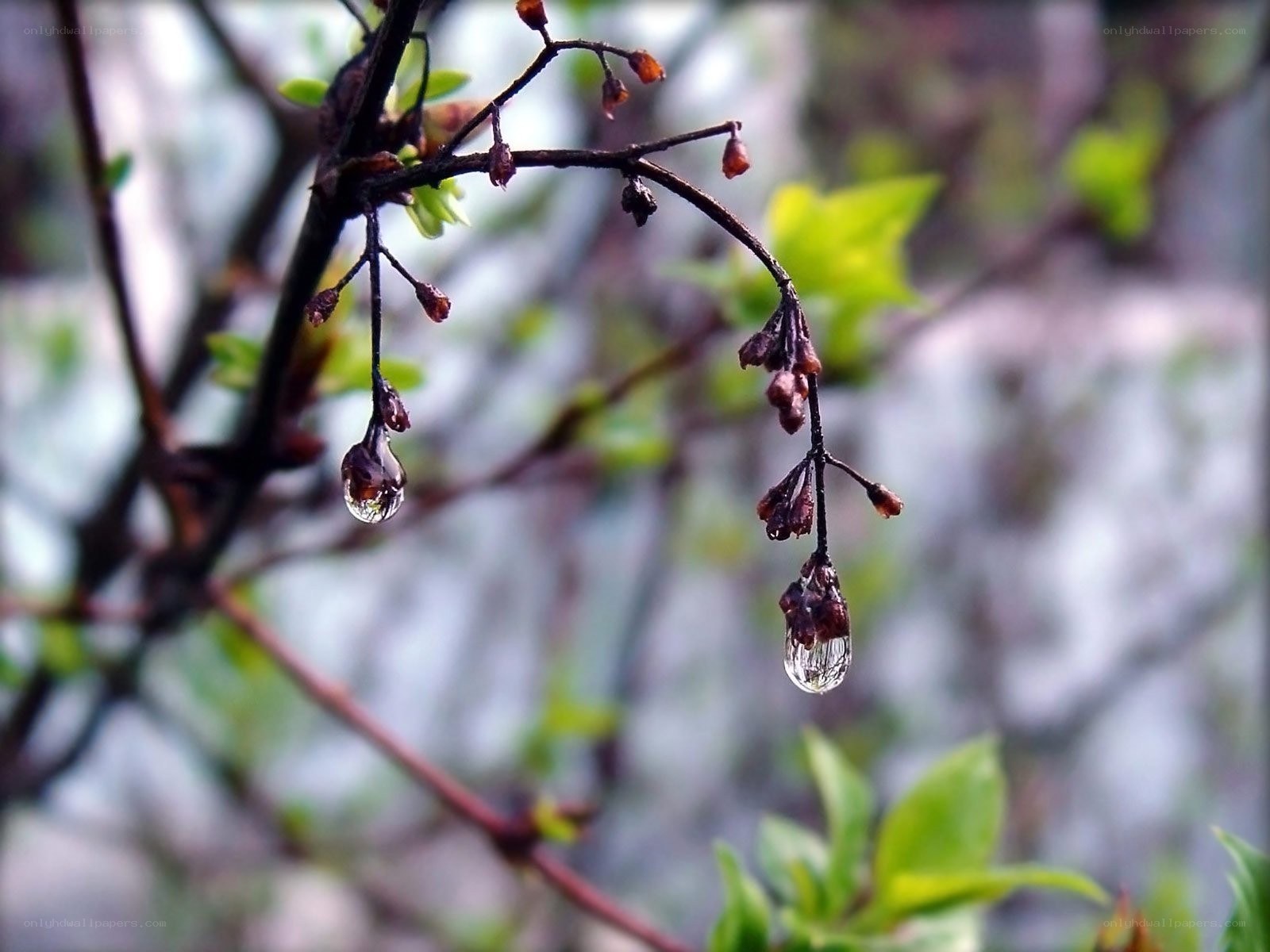Raindrops on budding branches