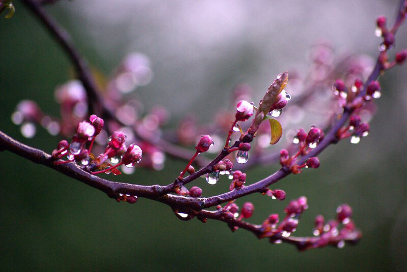 Raindrops on Cherry Blossoms