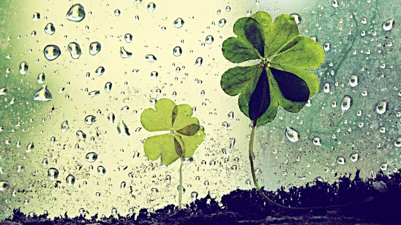 Raindrops on clover leaves