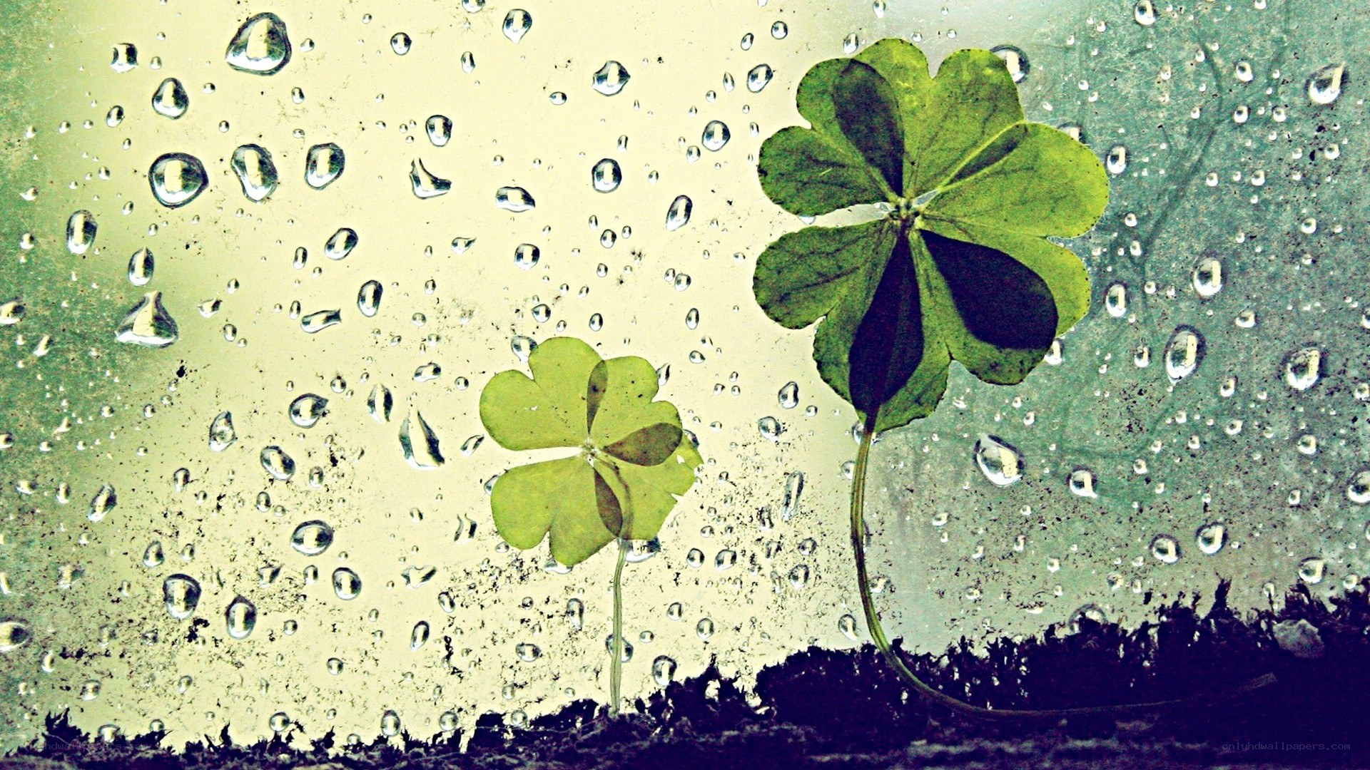 Raindrops on clover leaves