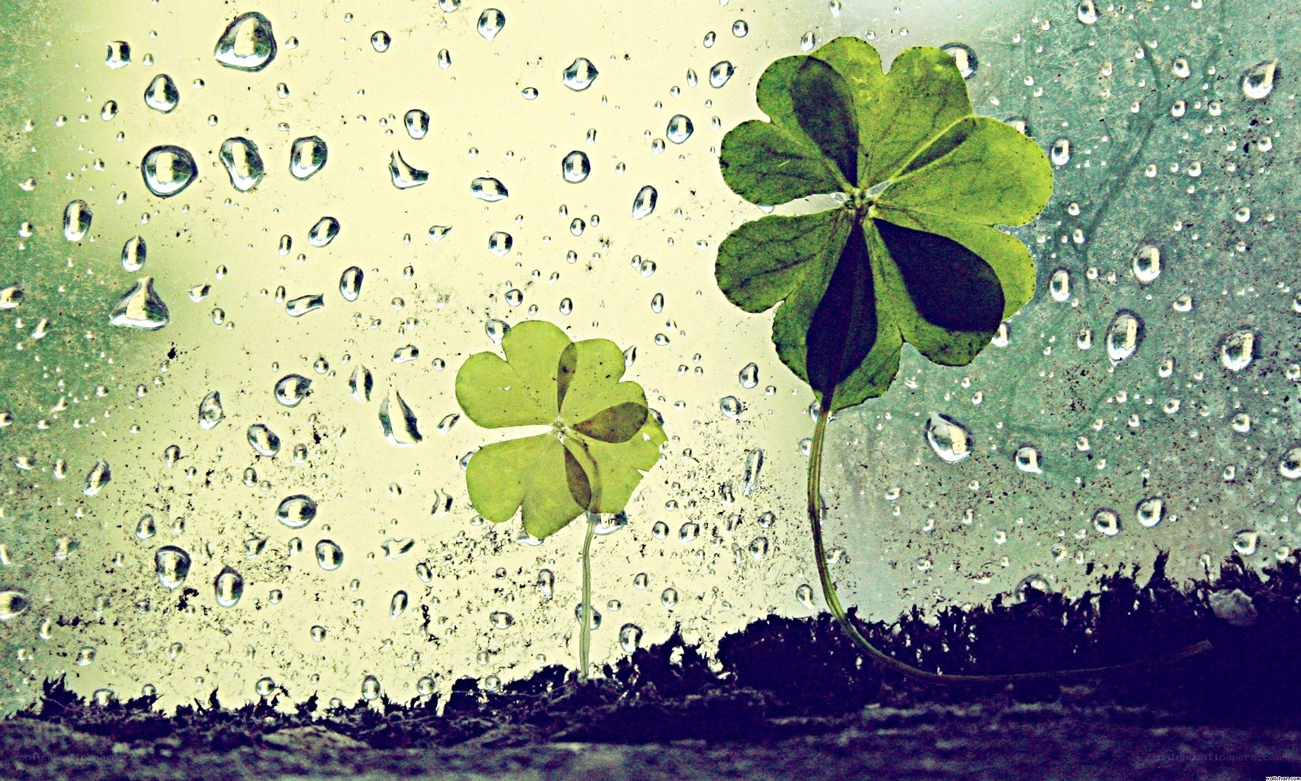 Raindrops on clover leaves