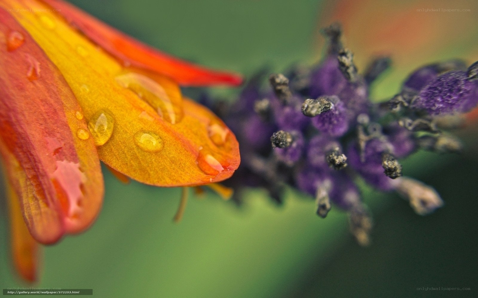 Raindrops on colorful flower petals