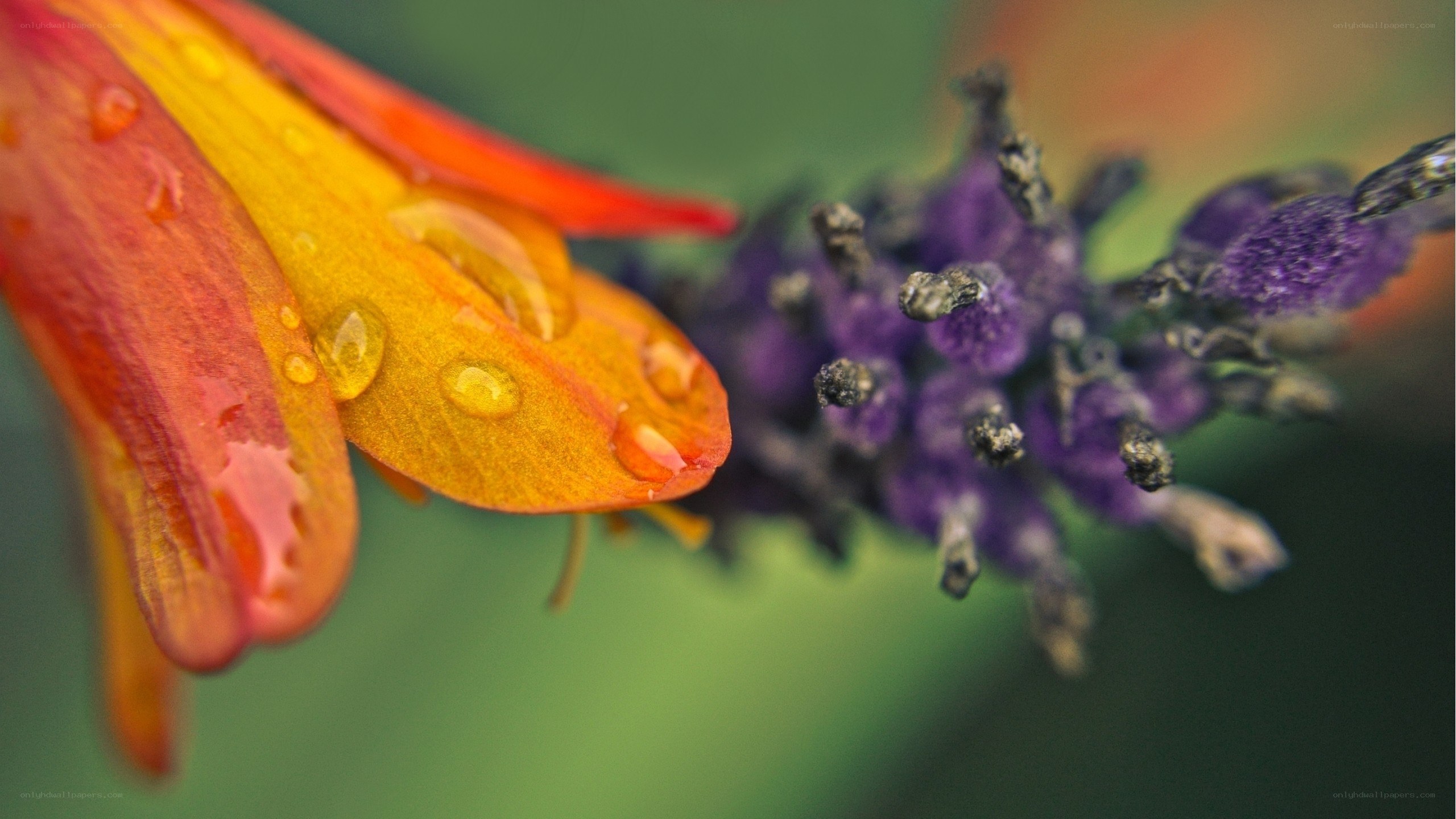 Raindrops on colorful flowers