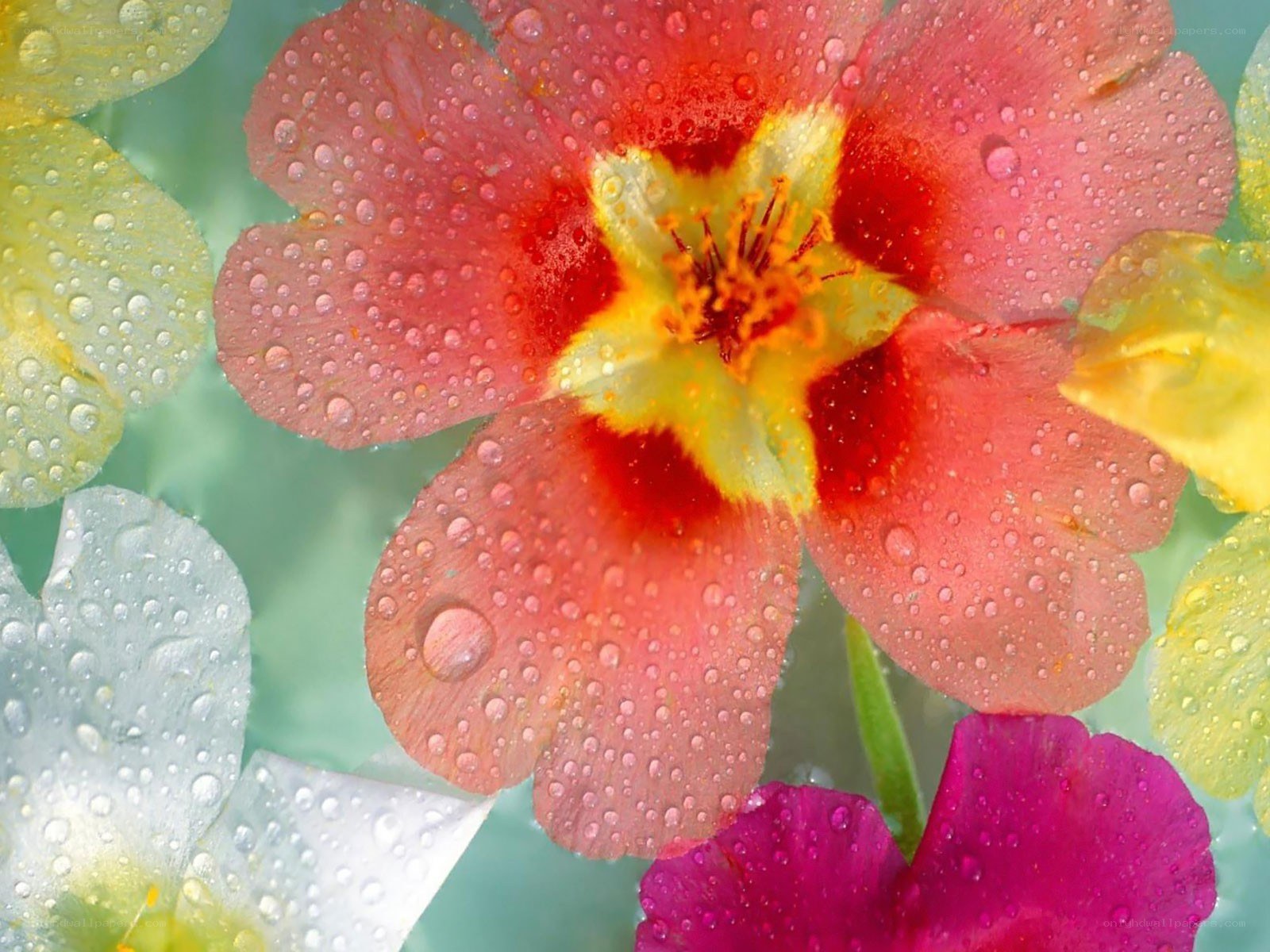 Raindrops on colorful flowers