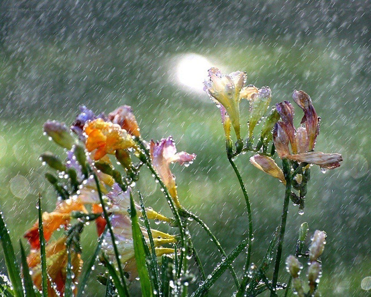 Raindrops on colorful flowers
