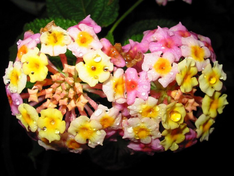 raindrops on colorful lantana flowers