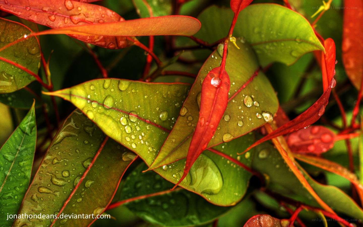 Raindrops on colorful leaves