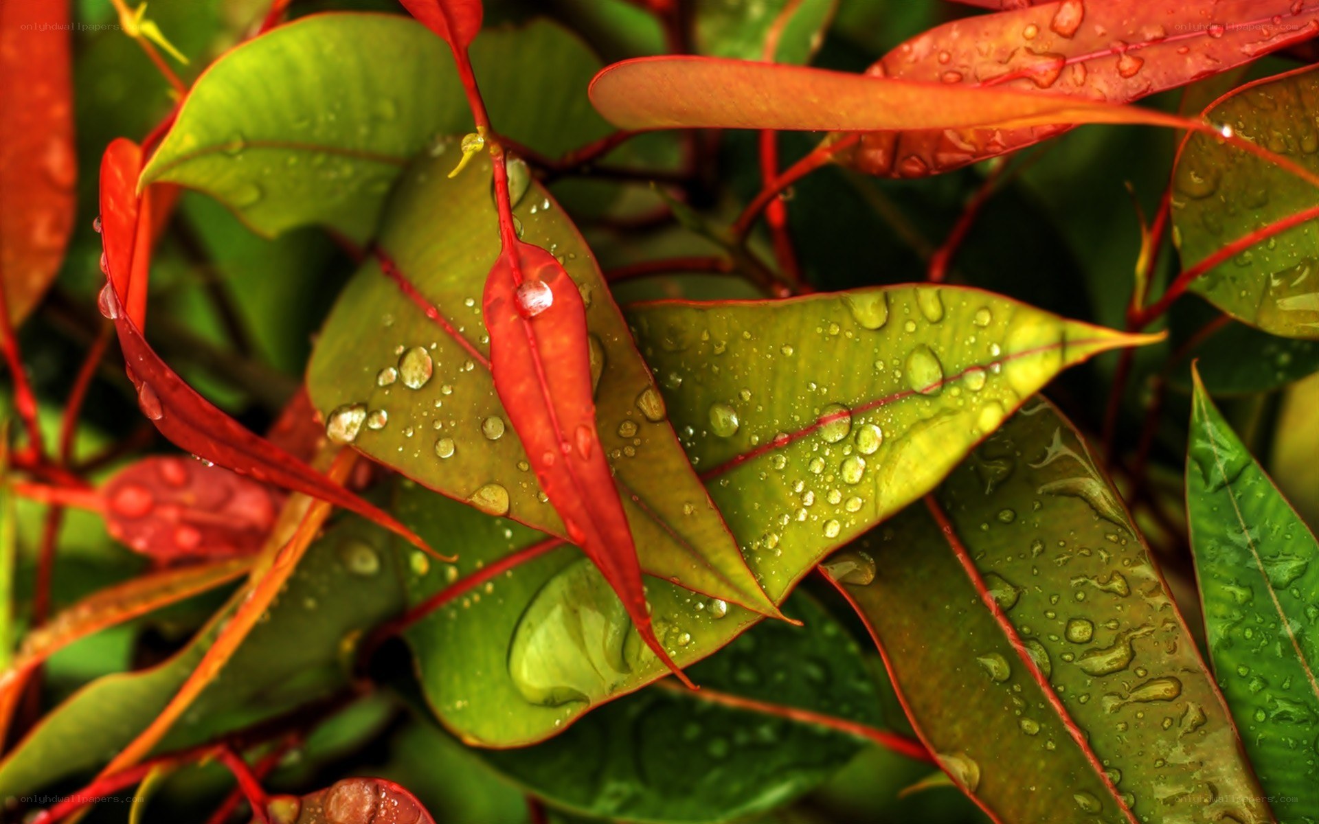 Raindrops on colorful leaves
