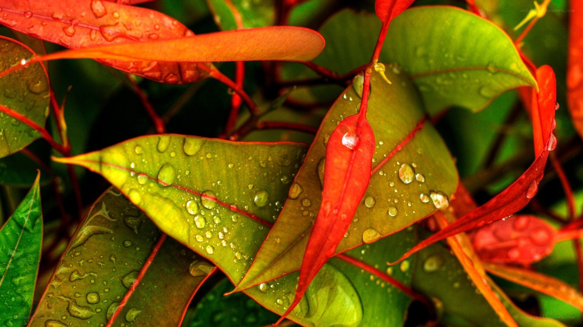 Raindrops on colorful leaves