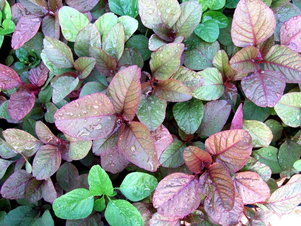 raindrops on colorful leaves