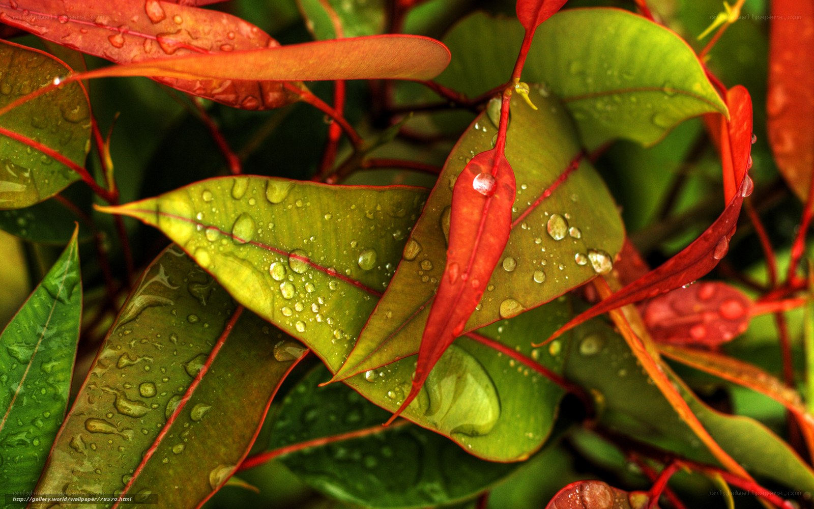 Raindrops on colorful leaves