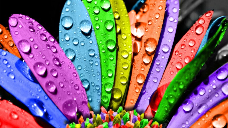 Raindrops on Colorful Petals