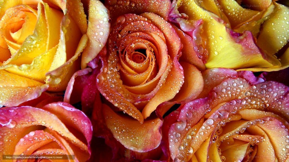 Raindrops on colorful roses