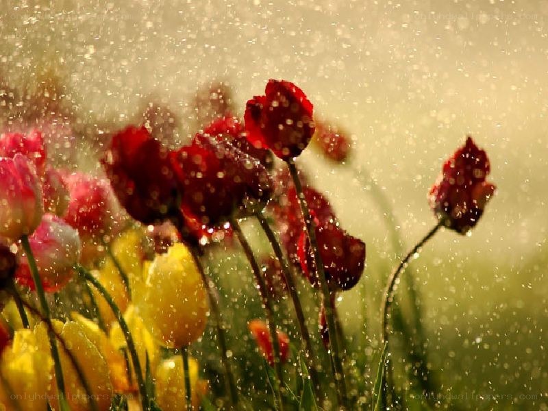 Raindrops on colorful tulips