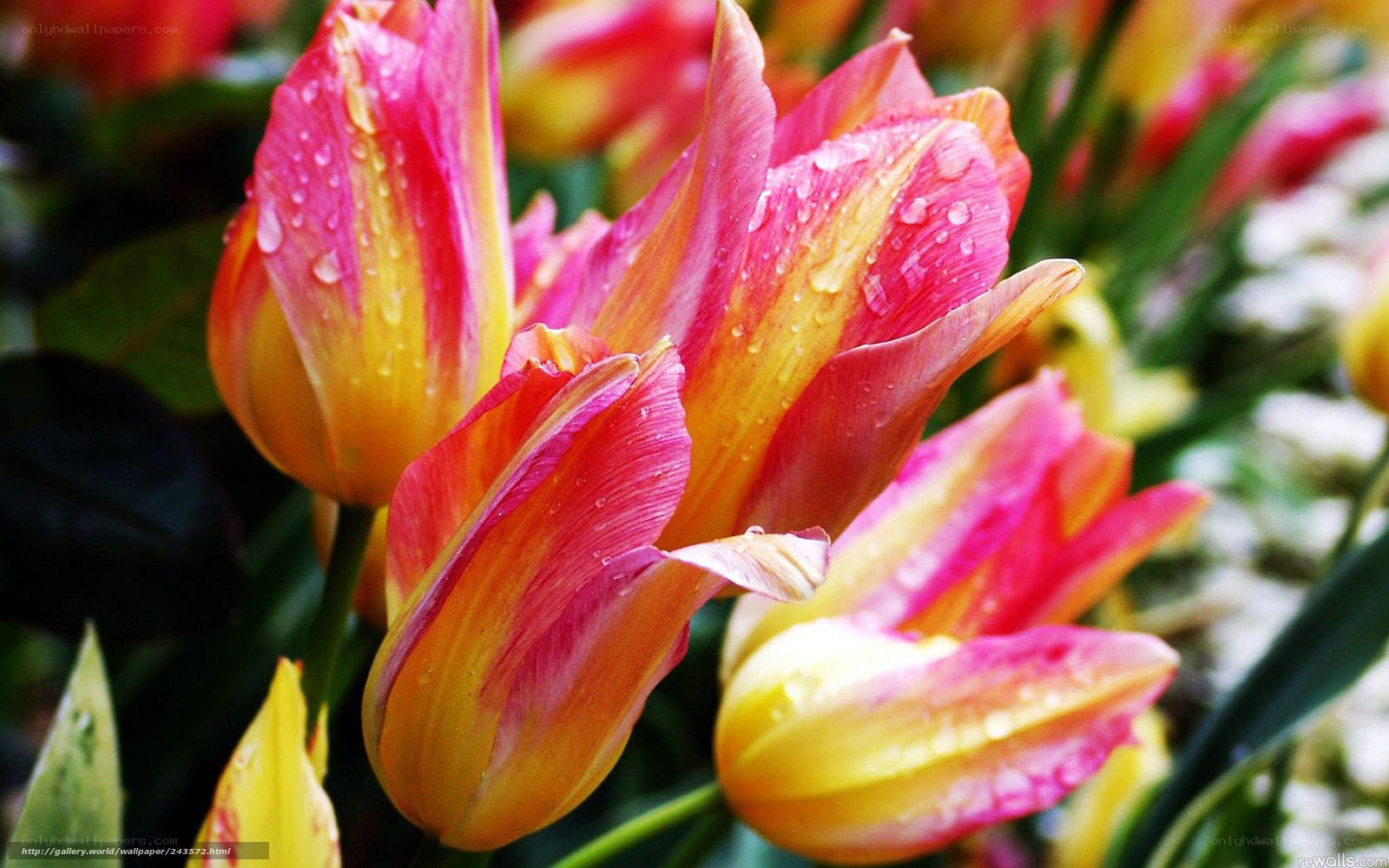 Raindrops on colorful tulips