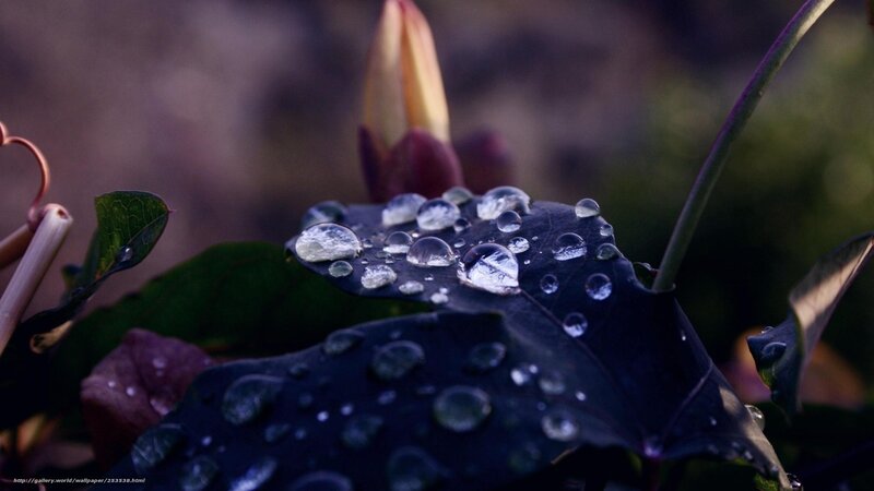 Raindrops on Dark Leaf — Black