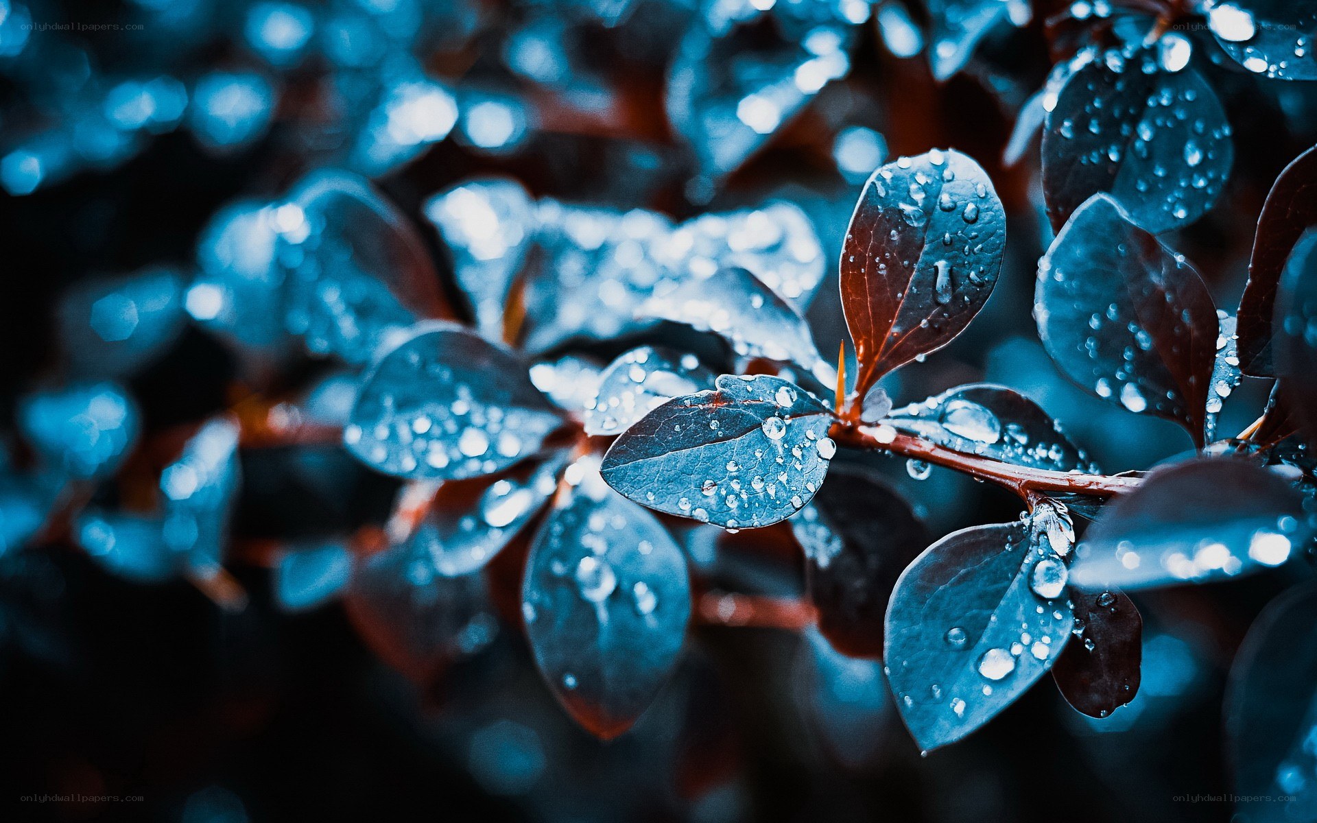 Raindrops on dark leaves