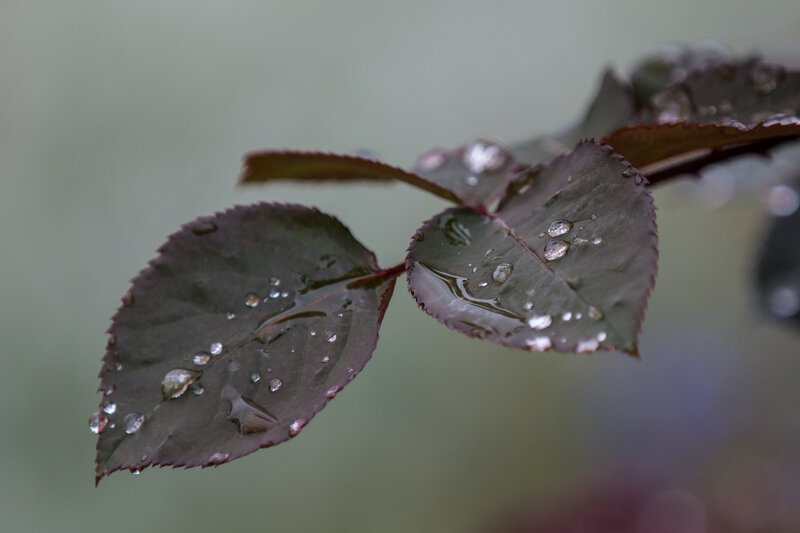 Raindrops on dark leaves