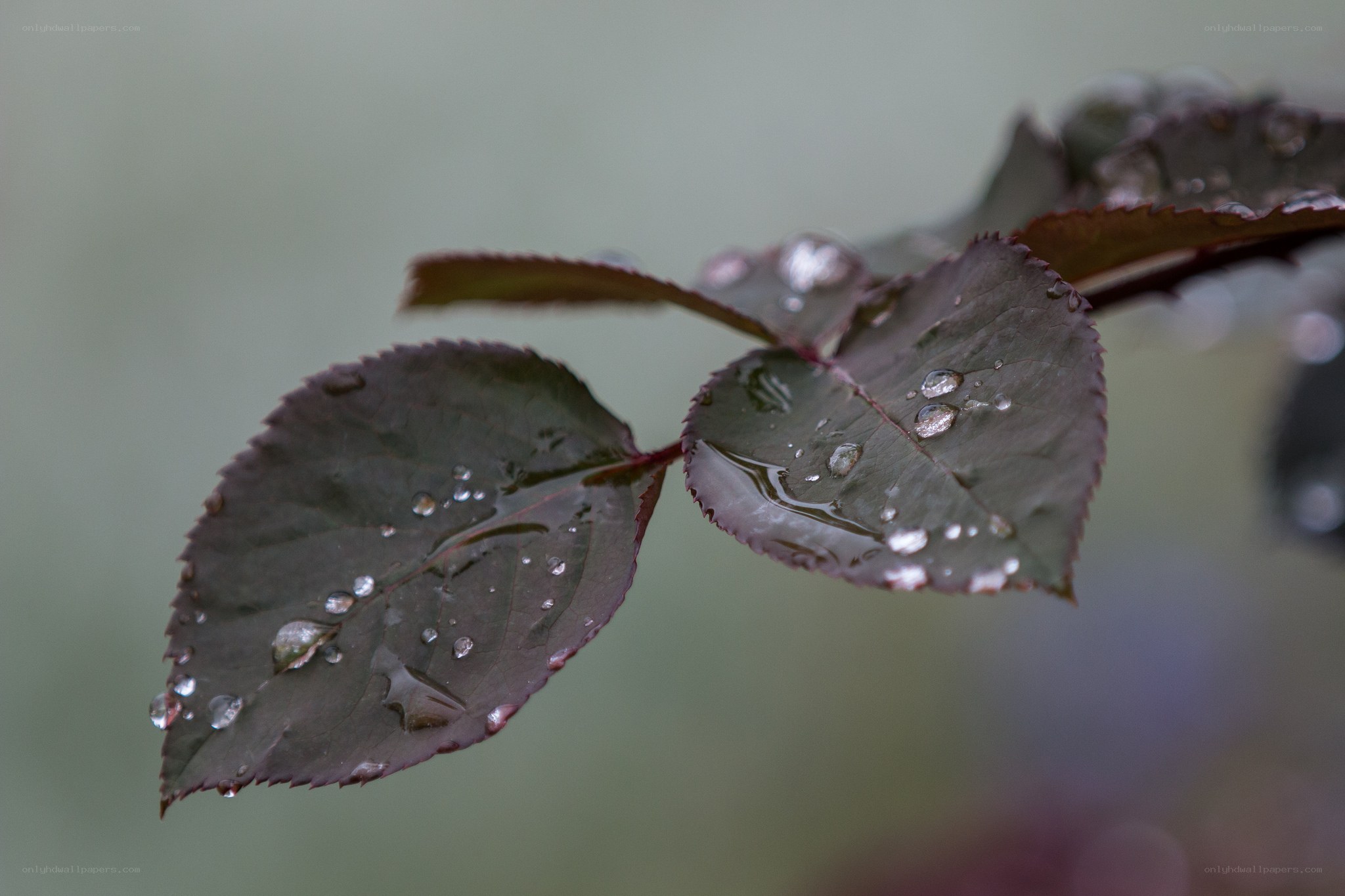 Raindrops on dark leaves