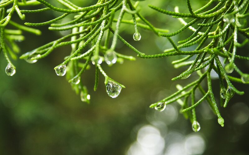 raindrops on evergreen branches