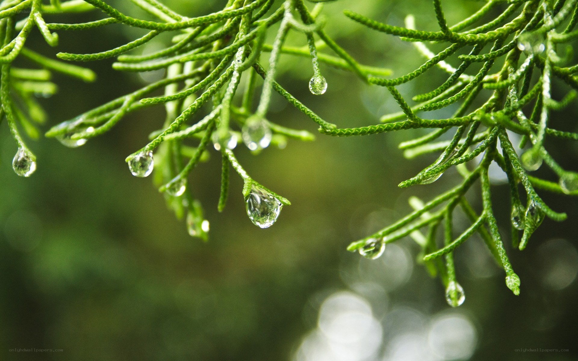 raindrops on evergreen branches
