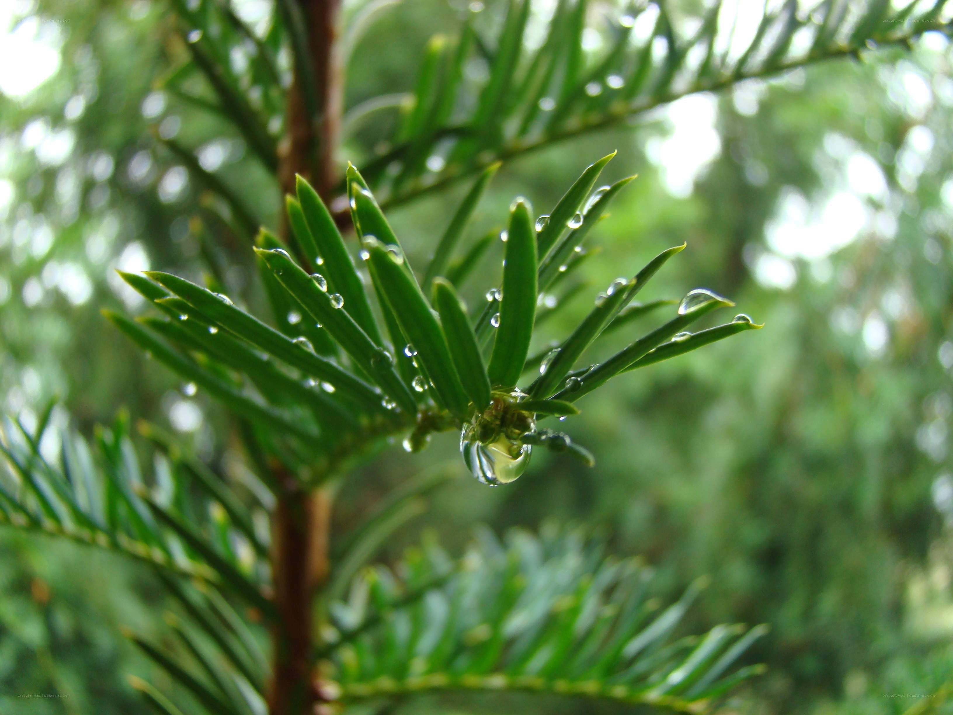 Raindrops on evergreen needles