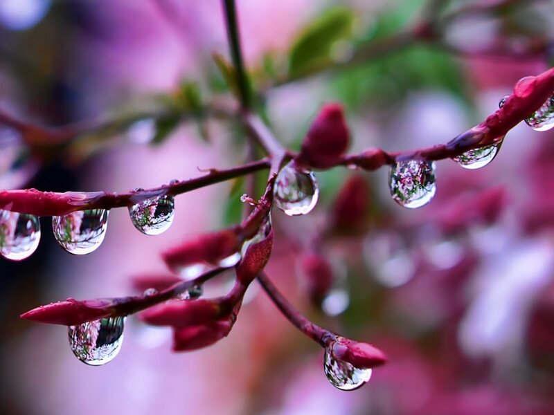 Raindrops on Flower Buds — Pink, Serene
