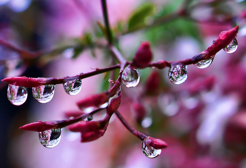 Raindrops on Flower Buds — Pink
