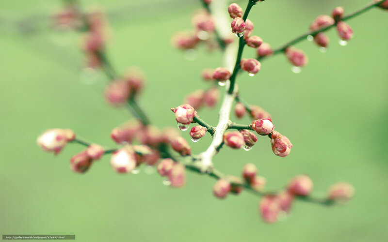 Raindrops on flower buds